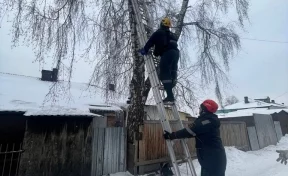 В Кузбассе кот залез на дерево и не мог спуститься несколько дней: хозяин вызвал службу спасения