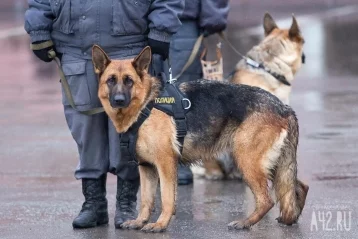 Фото: В Петербурге служебные собаки что-то учуяли под завалами дома на Гороховой. Это оказались хомячки в клетке 1