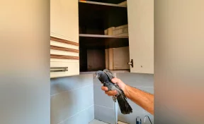 В Кемерове в квартиру залетел голубь: доставать его из-за шкафа пришлось спасателям