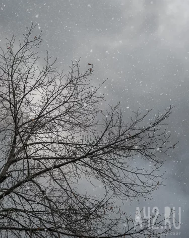 Глава Кемерова предупредил об усилении ветра в городе