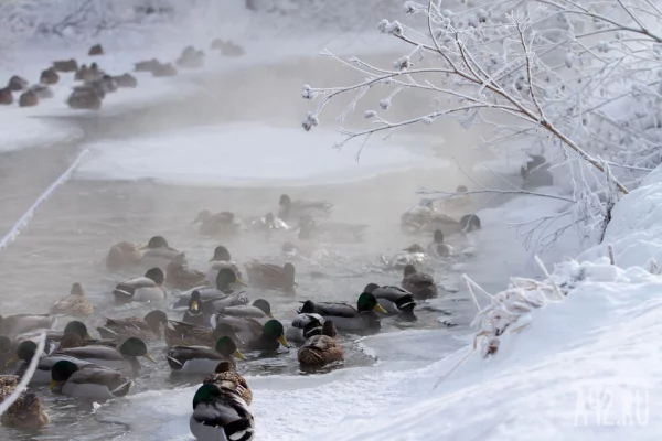 Кузбассовцам объяснили, почему утки остаются зимовать в городах
