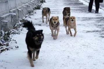 Фото: Бездомных собак из Анжеро-Судженска будут отправлять в Кемерово 1
