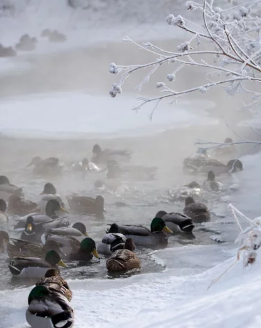 Кузбассовцам объяснили, почему утки остаются зимовать в городах