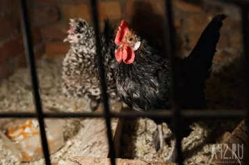 Фото: Министр сельского хозяйства Кузбасса прокомментировал вонь от птицефабрики возле Мысков 1
