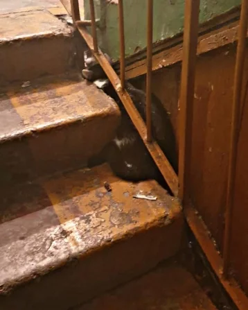 Фото: В Кузбассе кот вышел погулять в подъезд и застрял под лестницей  1