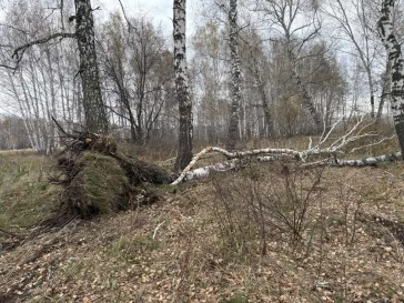 Фото: В Юрге местный фермер попался на вырубке 11 берёз: возбуждено дело 1