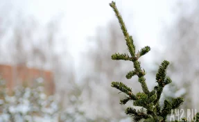 Кузбассовцам объяснили, куда сдать ёлку после праздников