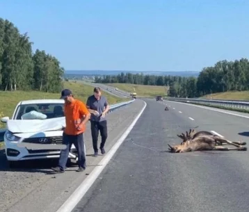 Фото: В Кузбассе на магистрали водитель Hyundai сбил лося, появились фото с места ДТП 1