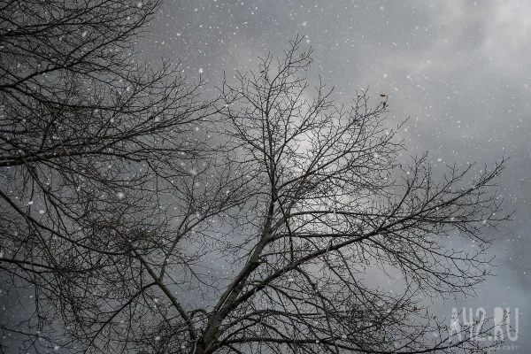 Глава Кемерова предупредил об усилении ветра в городе