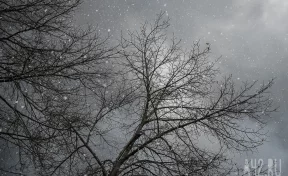 Глава Кемерова предупредил об усилении ветра в городе