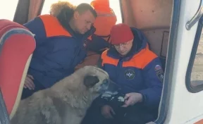 Сотрудники МЧС спасли вмёрзшую в лёд собаку