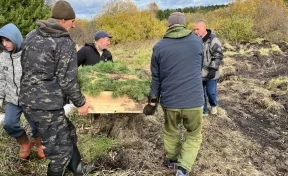 В Кузбассе на месте леса, пострадавшего от союзного короеда, высадили почти 5 000 сеянцев кедра