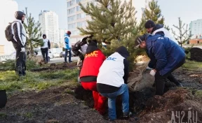 Власти рассказали, как проводят озеленение в Кузбассе