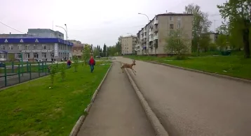 Фото: В центре кузбасского города заметили дикого оленёнка 1