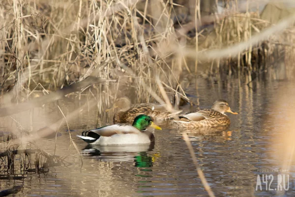 В Кузбассе началась охота на уток и гусей: охотникам напомнили правила