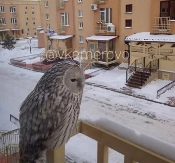 Фото: Кемеровчан удивила сова на балконе многоэтажки 1