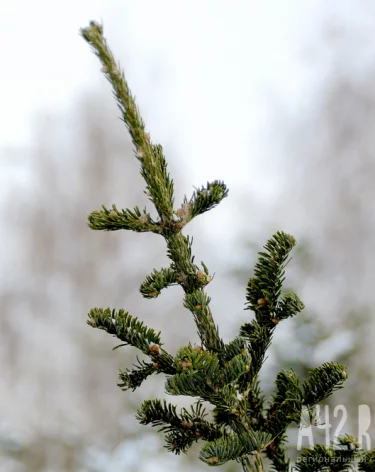 Кузбассовцам объяснили, куда сдать ёлку после праздников