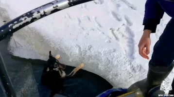 Фото:  «Держалась за кромку льда»: в Ярославле спасатели пришли на помощь собаке, провалившейся под лёд  1