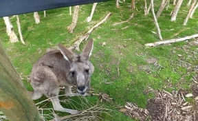В Австралии мужчина подрался с кенгуру, который пытался утопить его пса
