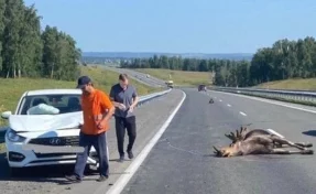 В Кузбассе на магистрали водитель Hyundai сбил лося, появились фото с места ДТП