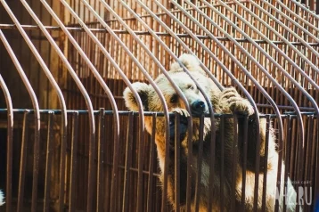 Фото: В Киселёвске закрыли частный зоопарк на АЗС, где убили медведей 1