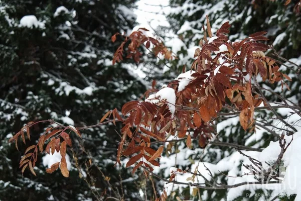 Исследователь группы Дятлова назвал ошибку Усольцевых, которая могла привести к трагедии