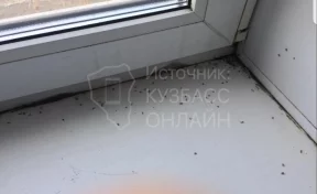 Кемеровчане пожаловались на мух в подъезде