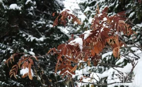 Исследователь группы Дятлова назвал ошибку Усольцевых, которая могла привести к трагедии