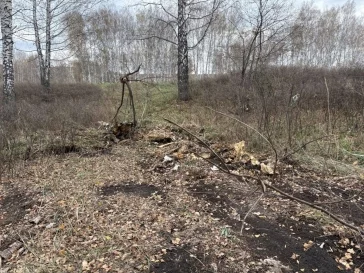 Фото: В Юрге местный фермер попался на вырубке 11 берёз: возбуждено дело 2