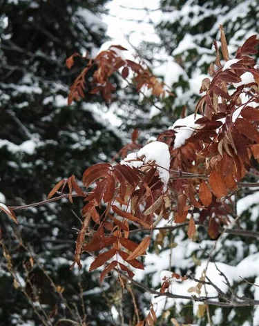 Исследователь группы Дятлова назвал ошибку Усольцевых, которая могла привести к трагедии