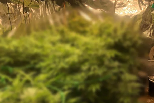 Кузбассовец создал незаконную плантацию конопли в своём подвале 