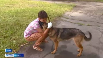 Фото: Четыре алабая сильно покусали женщину и её собаку в Кузбассе 1