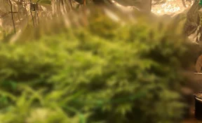 Кузбассовец создал незаконную плантацию конопли в своём подвале 