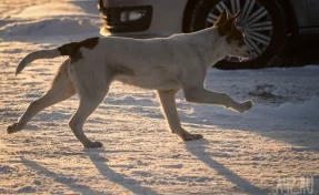 На Камчатке собаки спасли сторожа от напавшего на него агрессивного медведя