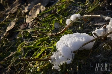 Фото: «Опасно для урожая»: в Кузбассе ожидаются заморозки 1