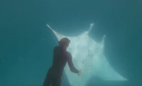 В Австралии дайверы сняли на видео просившего о помощи морского дьявола