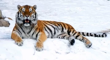 Фото: В Приморье тигрица охотилась на домашних собак 1