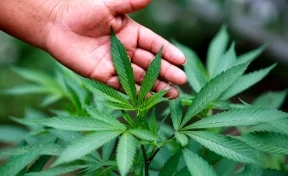 Правительство разрешило учёным МГУ выращивать марихуану