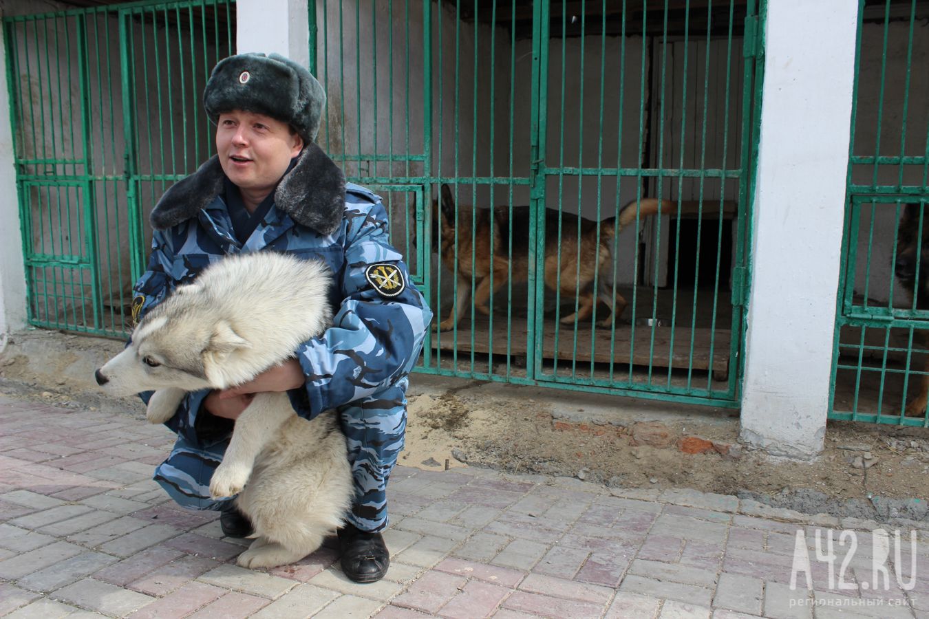 В надёжных лапах: как собаки служат в ГУФСИН