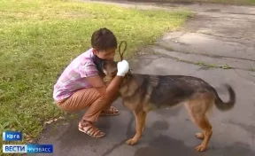 Четыре алабая сильно покусали женщину и её собаку в Кузбассе