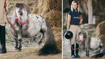 Фото: В Польше нашли самого маленького коня в мире  1