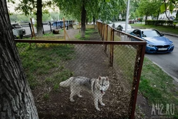 Фото: Собачья радость: тест площадок для выгула животных в Кемерове  34