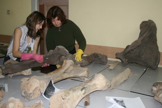 Фото: Кемеровские археологи восстановят скелет мамонта 5