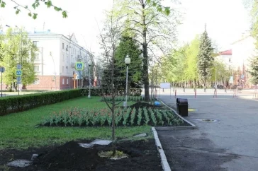 Фото: В Кемерове высадили новые липы на Аллее Героев 5