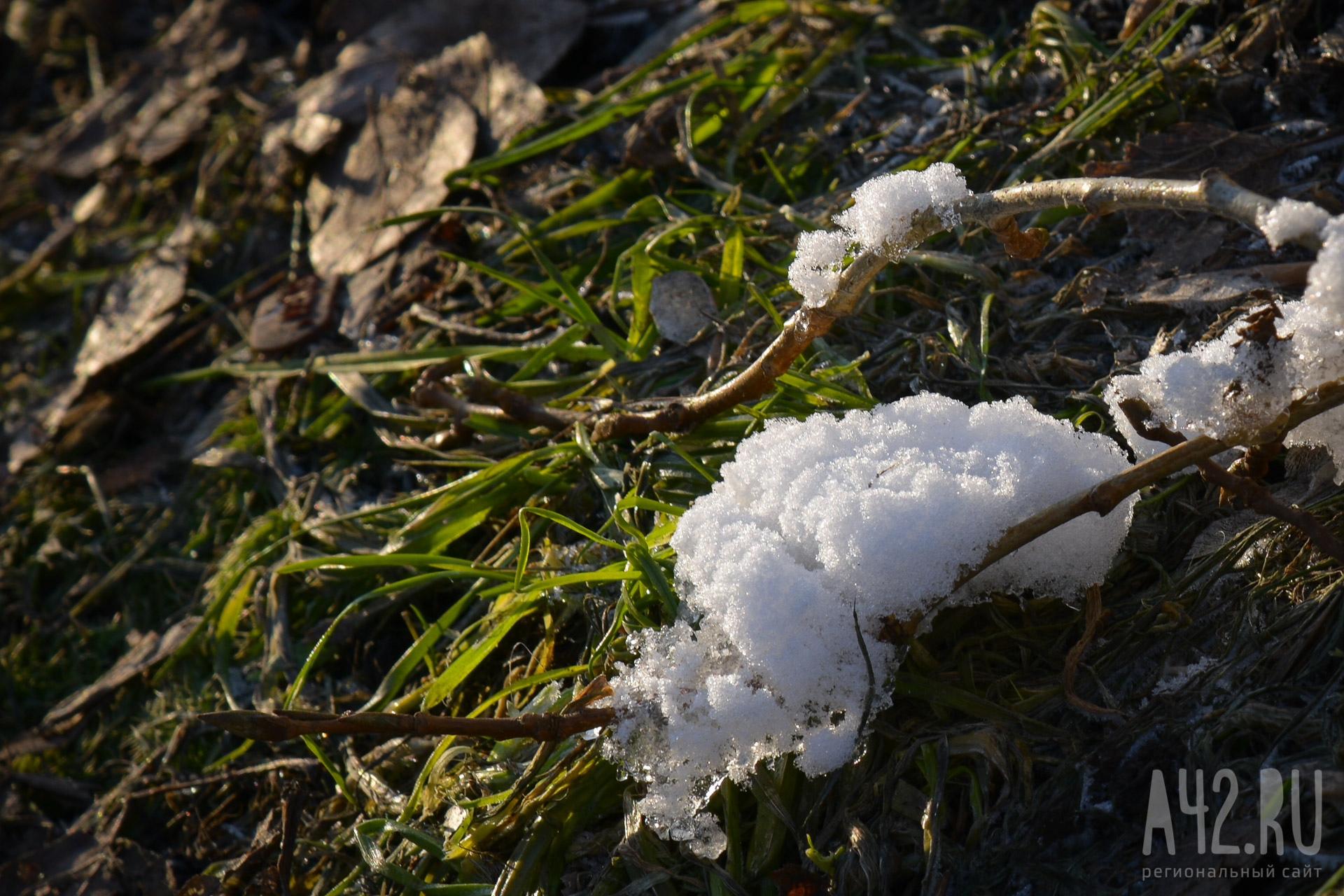 «Опасно для урожая»: в Кузбассе ожидаются заморозки