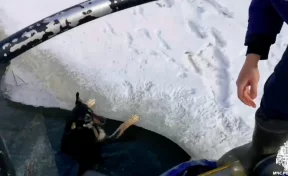  «Держалась за кромку льда»: в Ярославле спасатели пришли на помощь собаке, провалившейся под лёд 