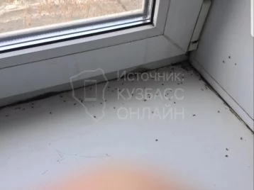 Фото: Кемеровчане пожаловались на мух в подъезде 1