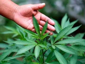 Фото: Правительство разрешило учёным МГУ выращивать марихуану 1