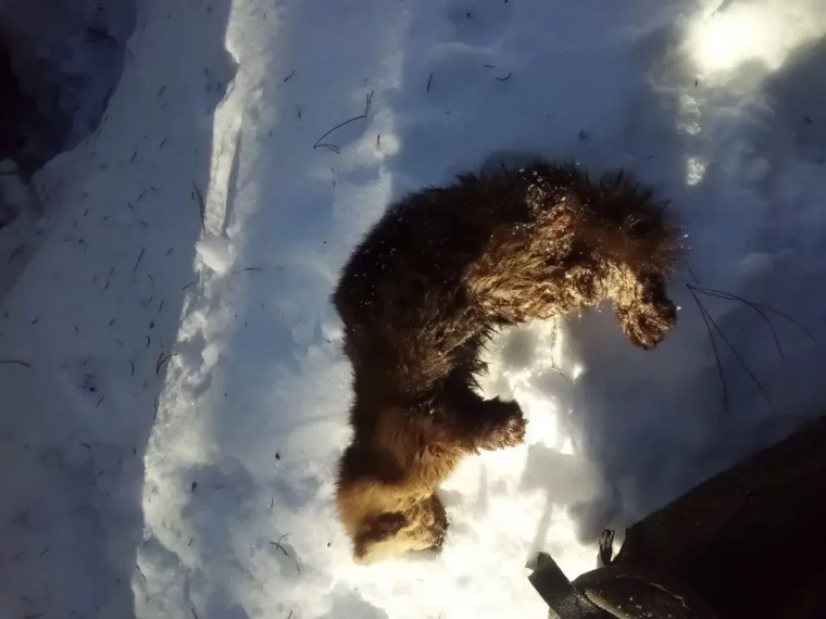 Фото: В Кузбассе охотника накажут за отлов соболей капканами 1