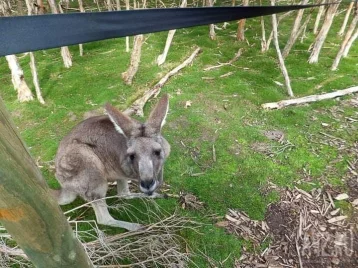 Фото: В Австралии мужчина подрался с кенгуру, который пытался утопить его пса 1